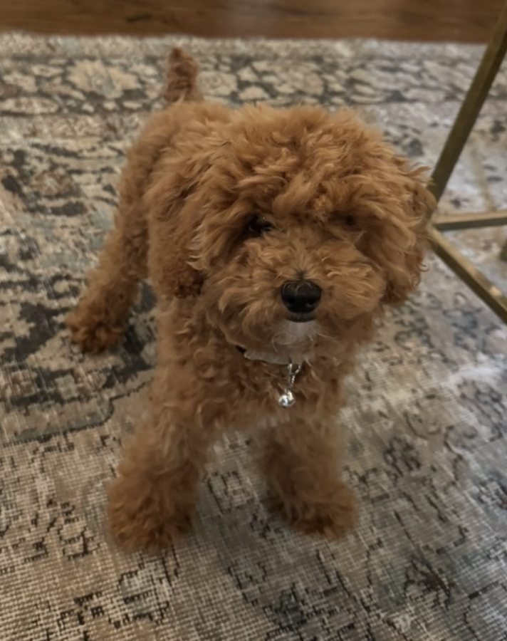 Charlie Zeus
